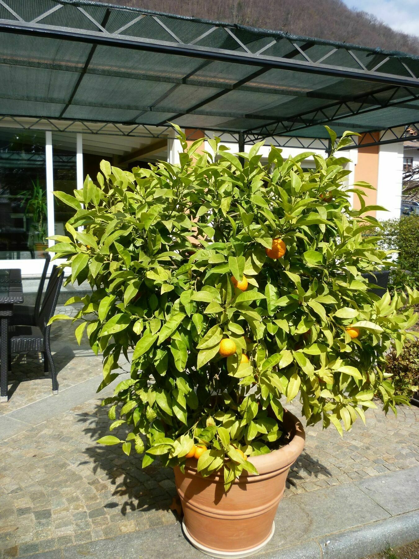 קנוביו B&B Villa Dei Pini מראה חיצוני תמונה